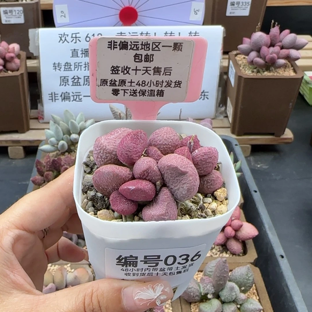 036夏娃多肉植物