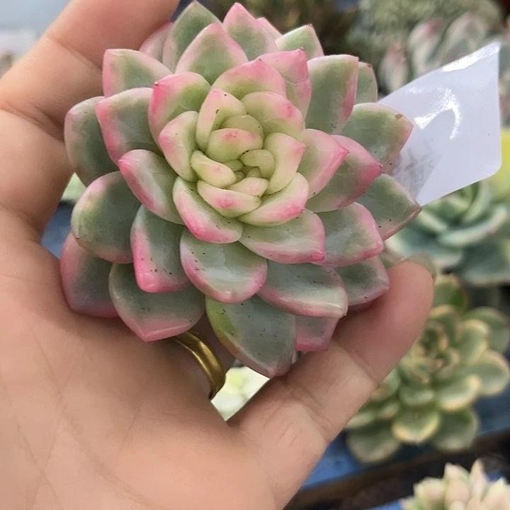 1877冰月亮锦炸多肉植物