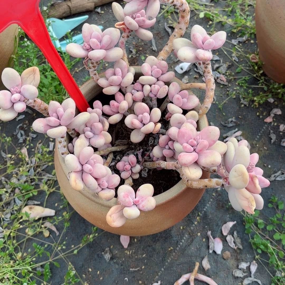 小*蜂桃蛋不售后要桃蛋头61。