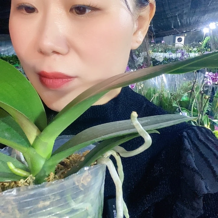 无花朵麒麟蝴蝶兰