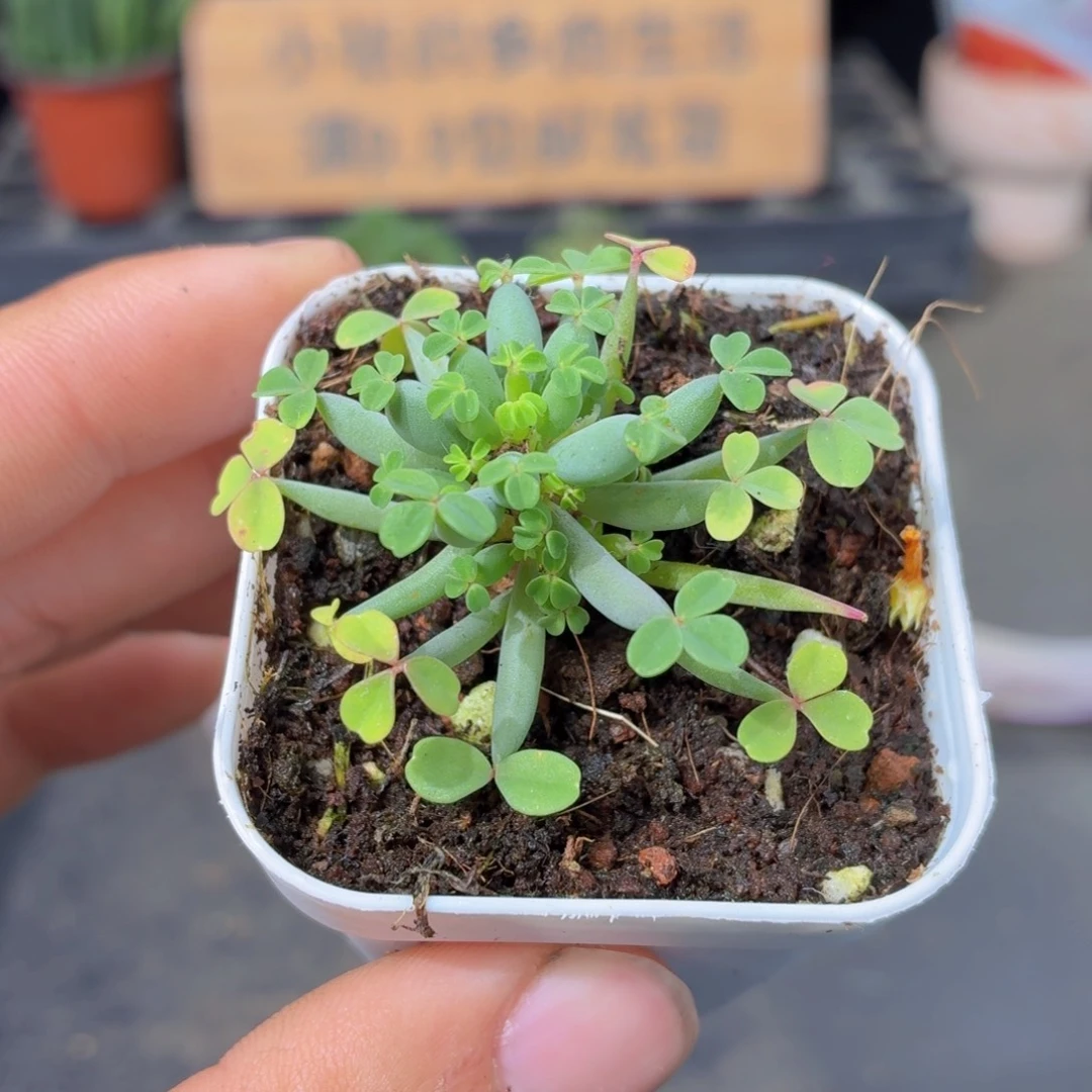 棒叶酢浆草多肉9.9包邮发货