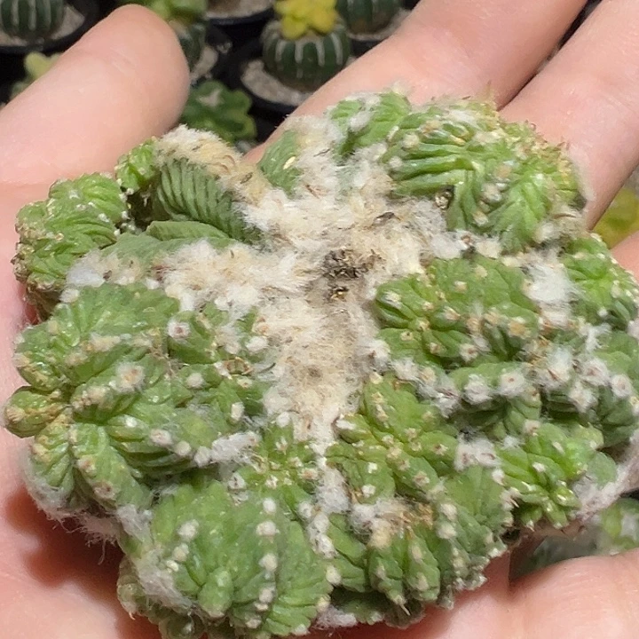 老花珑落地群生无根