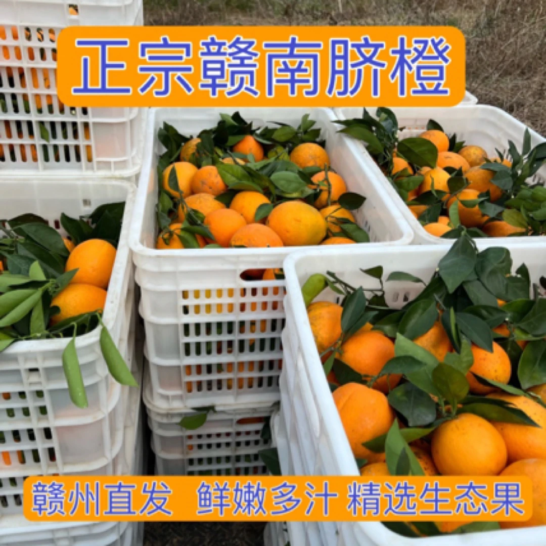 赣南脐橙江西橙子新鲜应季水果现摘现发脐橙整箱手剥橙子生态花果