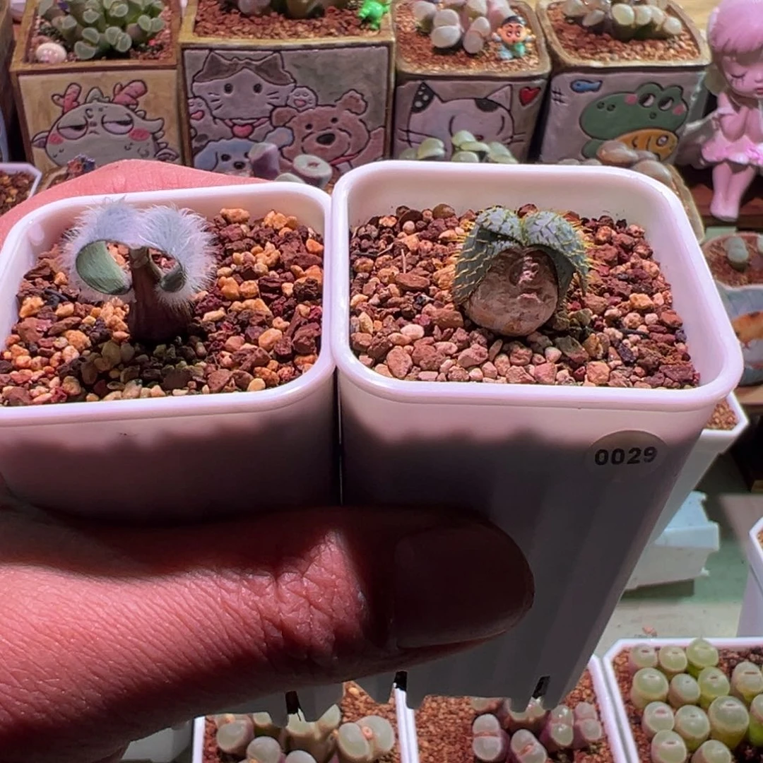 七***七毛叶蒜苔，刺叶灯台百合