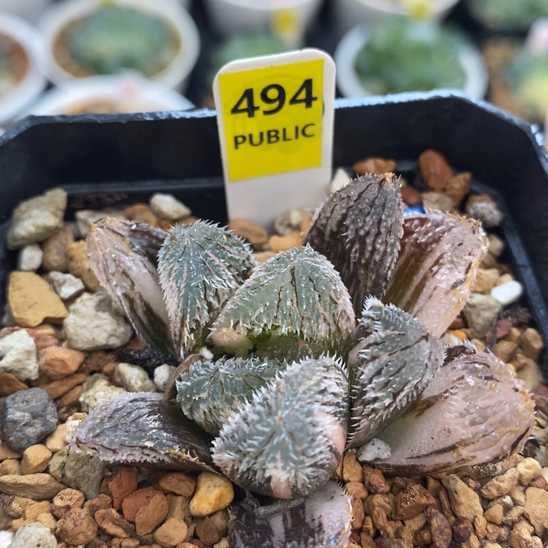 不开花植物494狼珠