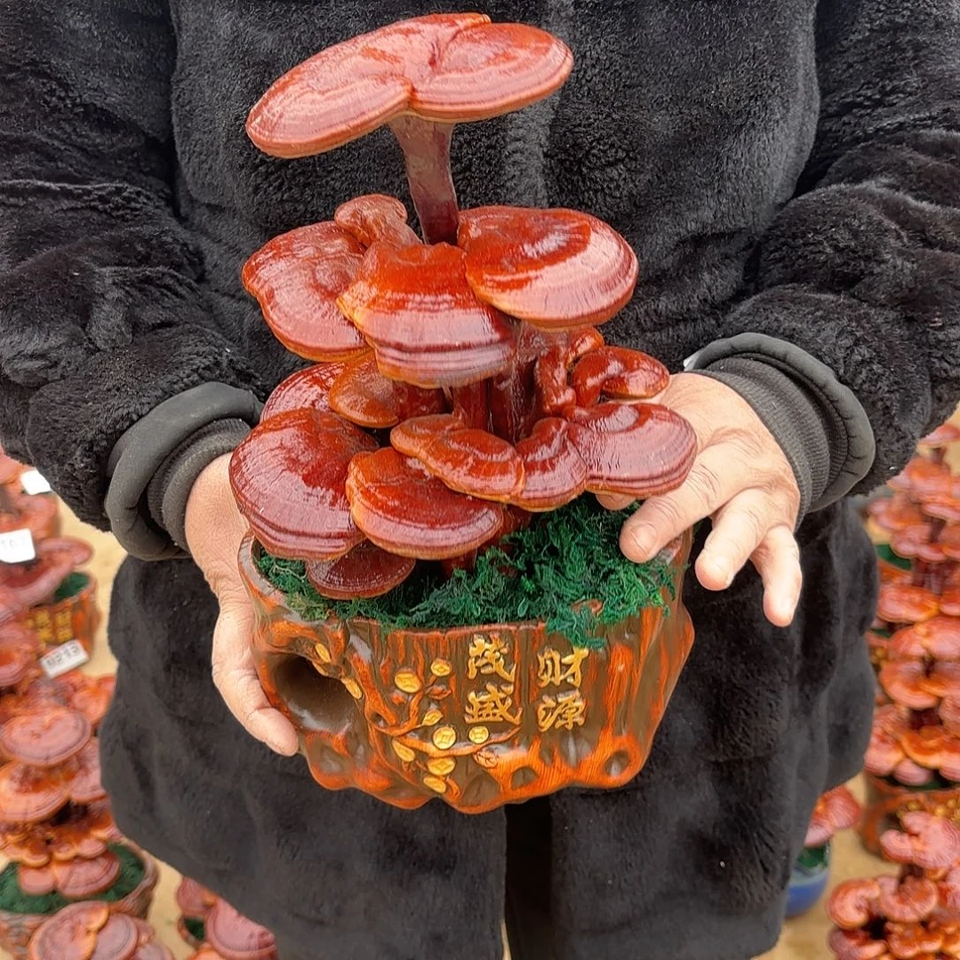 无花朵灵芝是我国著名植物