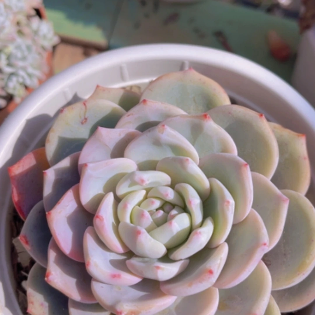 【闪购商品】星星橙19143