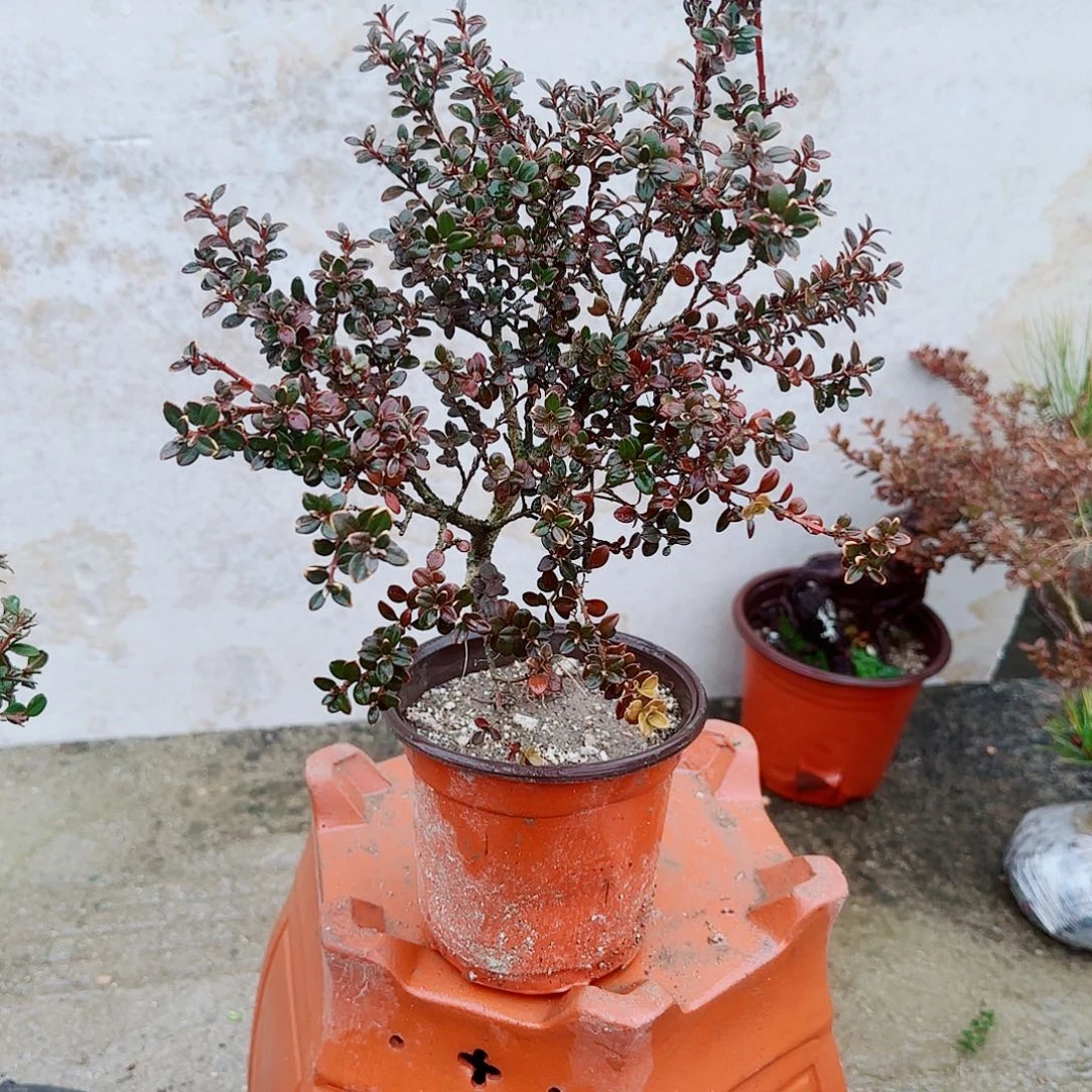 完全开放珍珠黄杨