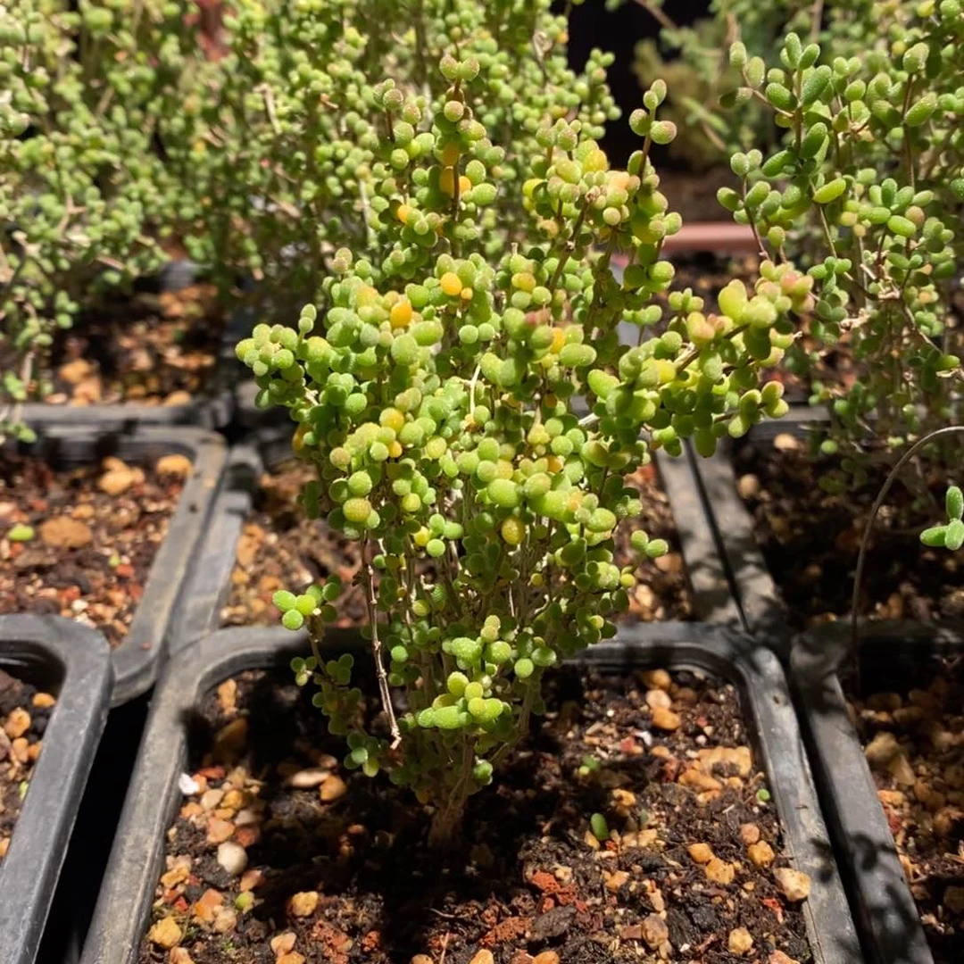 立****渚枝干番杏多肉植物124