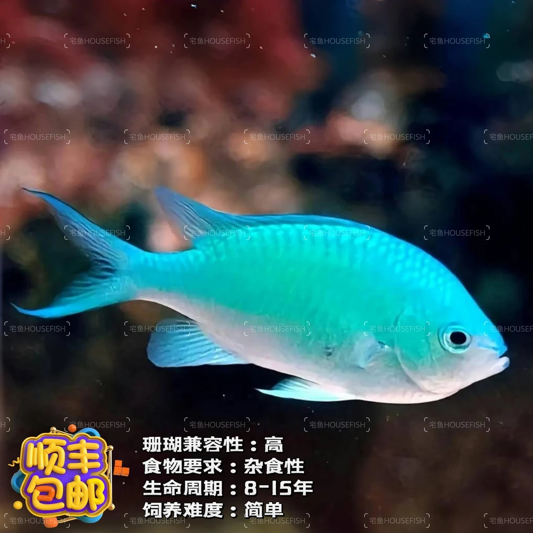 【海水】青魔 新手好养群游海水鱼珊瑚混养 海水观赏鱼直播