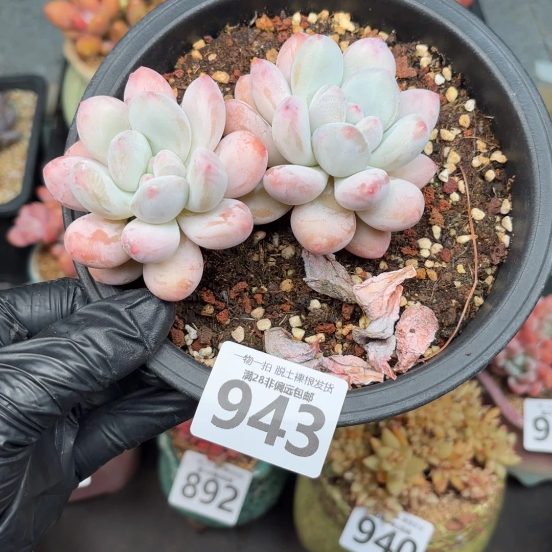 一***鹿香水双头无盆土发货