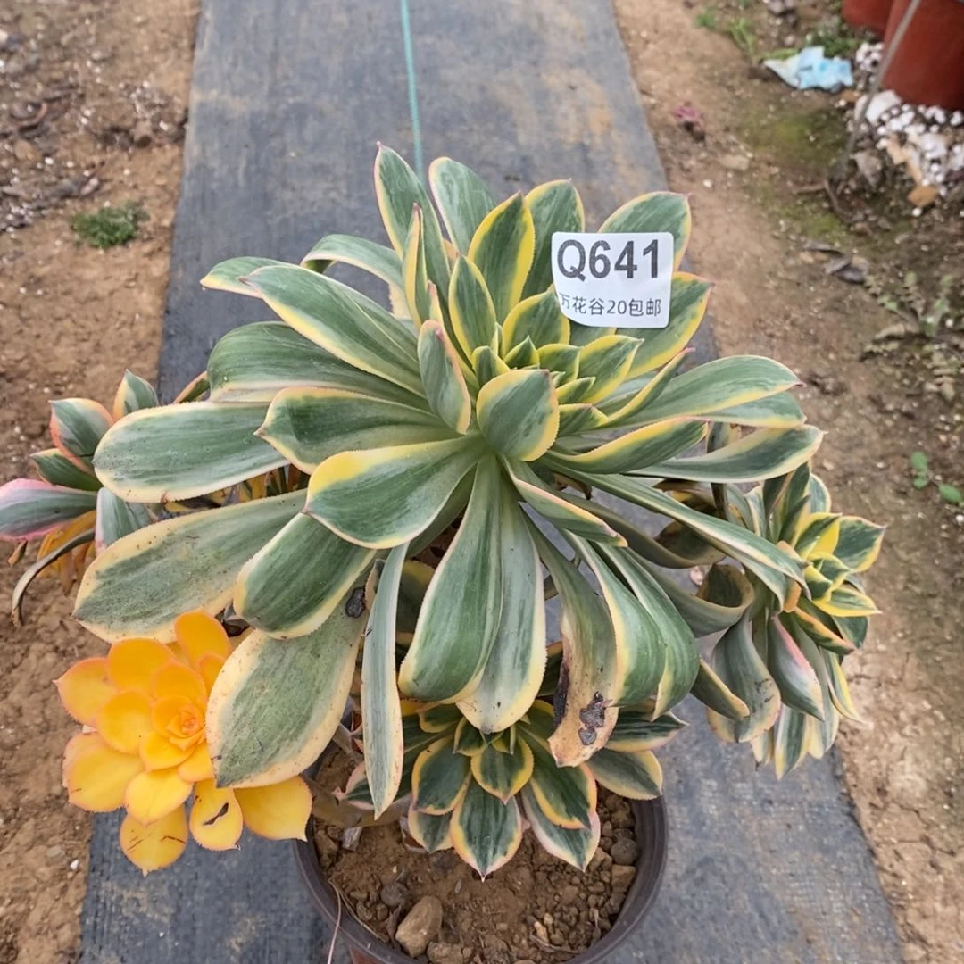 641灿烂多肉植物