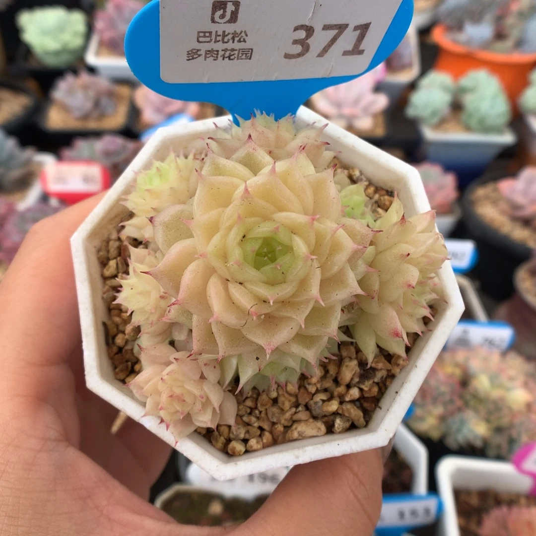 371麦杆多肉植物一物一拍