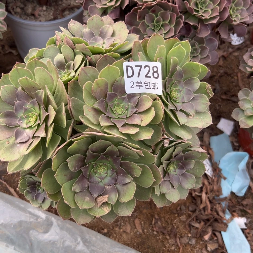 728多肉   沙拉碗不包断头
