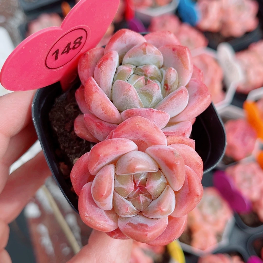 148号小老桩糖心双头