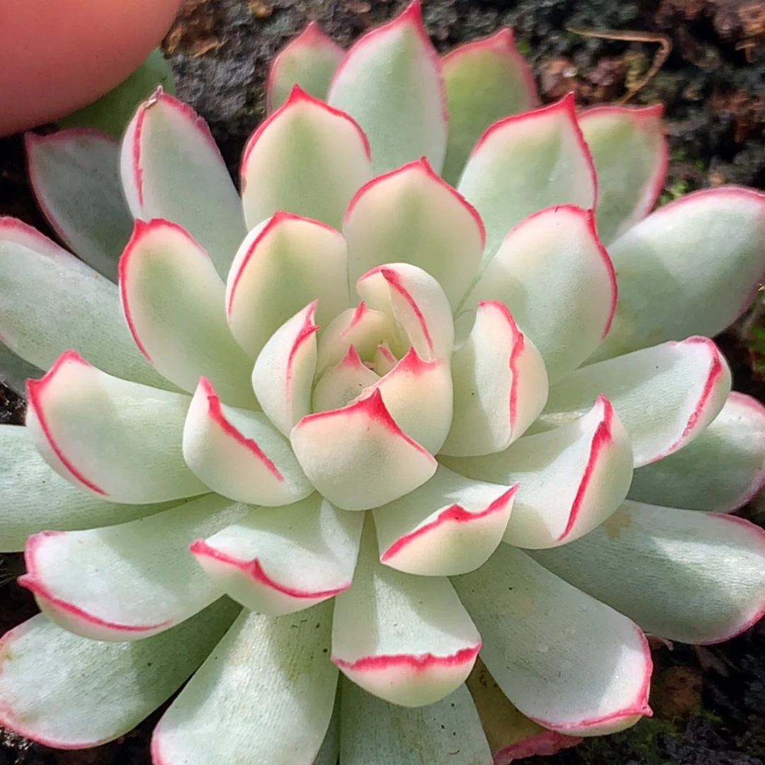 梦幻可带盆姐姐姐姐姐姐
