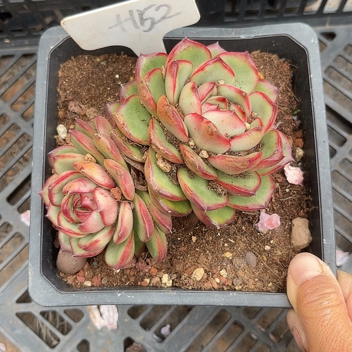 两单包邮，一物一拍152万宝龙