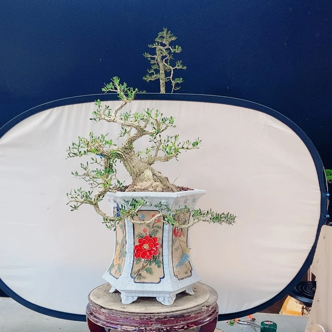 当前无花朵，栽培后可花朵
