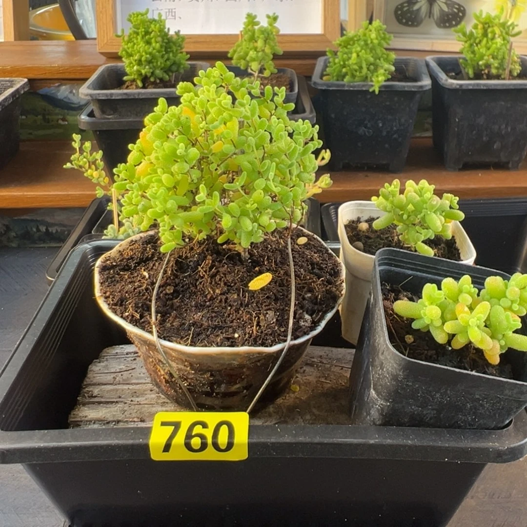 枝干番杏多肉植物760