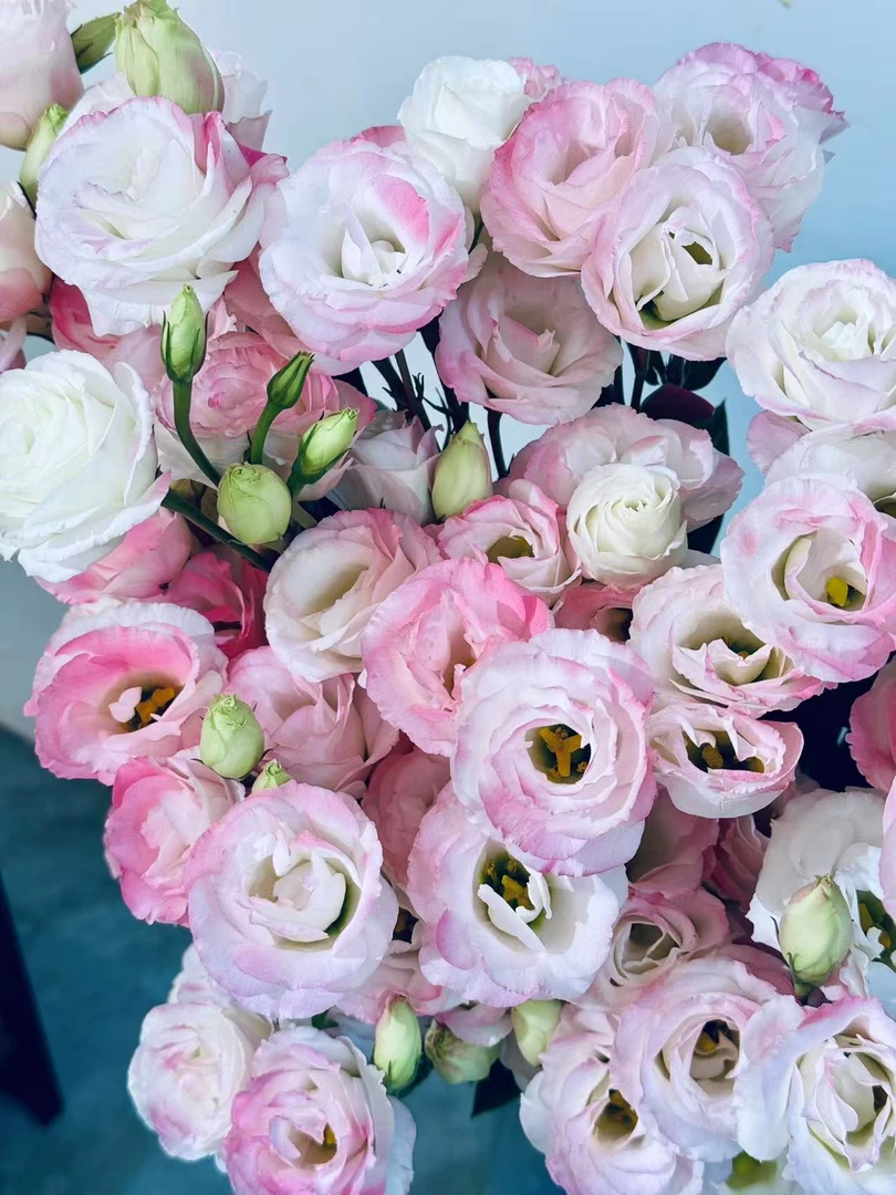 悦己洋桔梗一束----以直播间实物为准