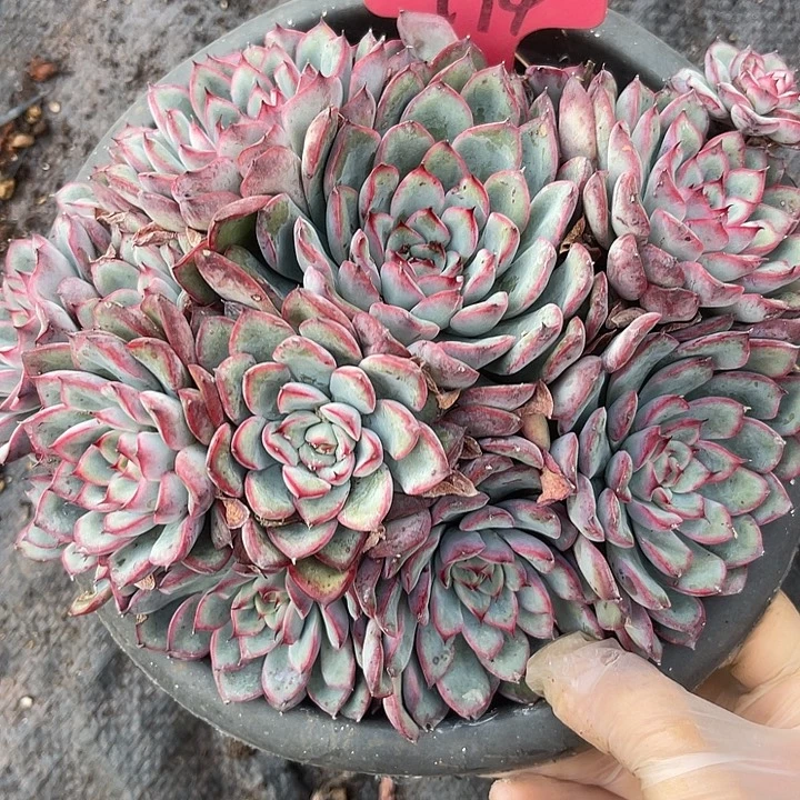 两单包邮，一物一拍荷花194