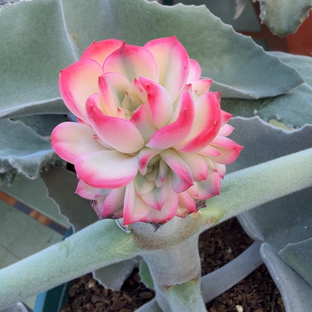 弗罗瑞安娜锦捧花锦上园艺一物一拍