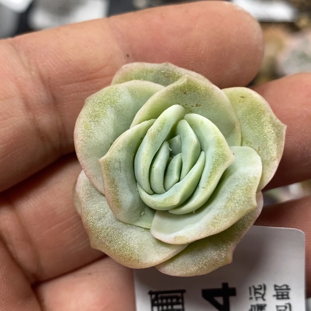 204可爱玫瑰锦 小方花圃一物一拍