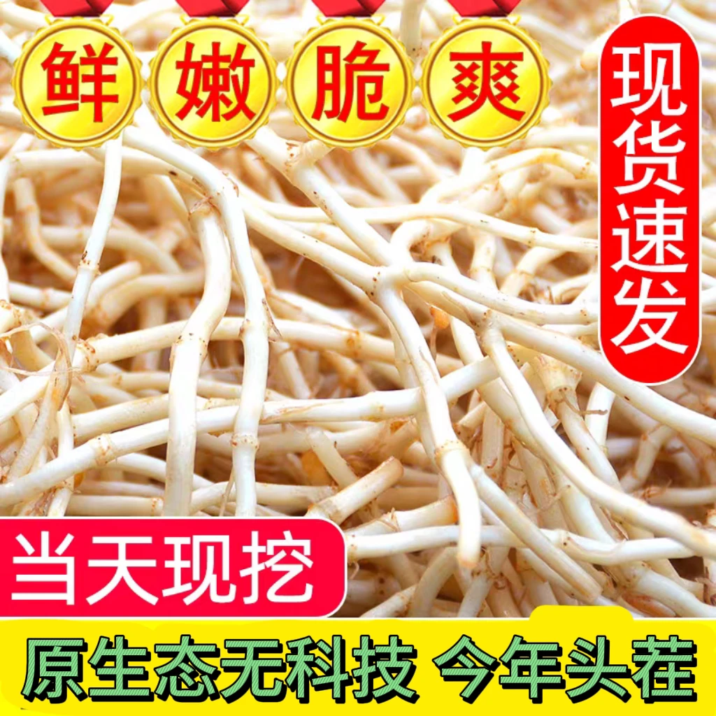 现挖现发新鲜鱼腥草折耳根嫩根湖北特产可作凉拌菜炒腊肉泡茶
