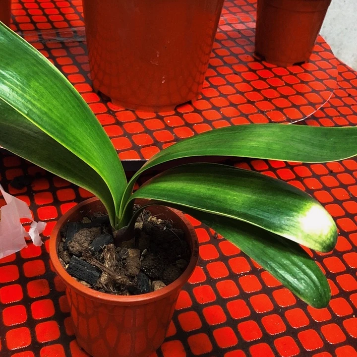 完全开放君子兰246