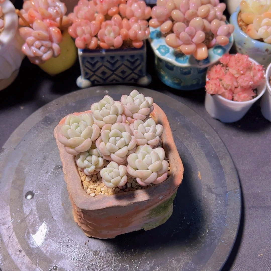 Y**a泡泡糖，多肉植物，