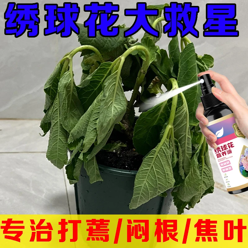 绣球花专用营养液免稀释家用盆栽促开花生长防黄叶烂根有机肥直喷