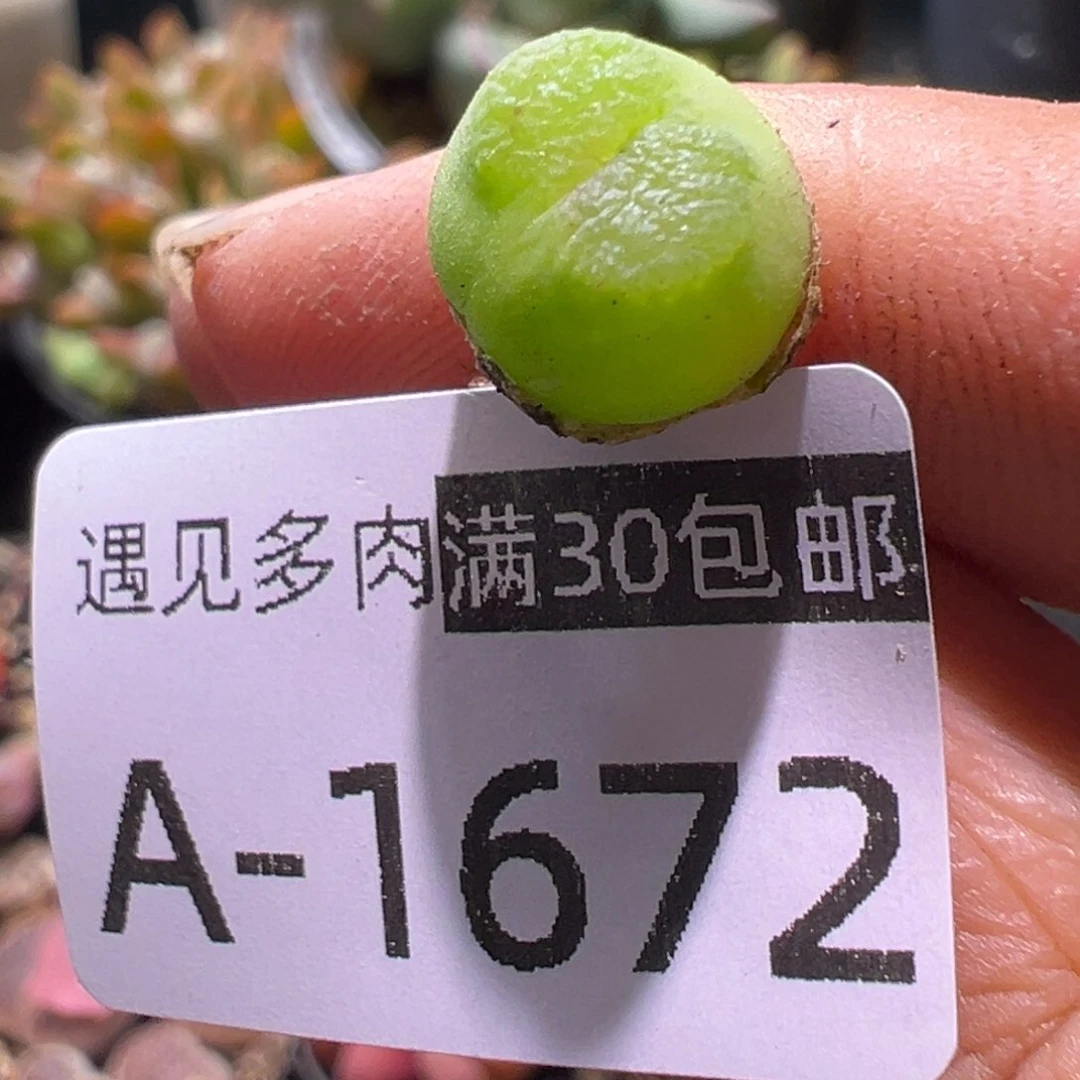 多肉植物11111111111111111