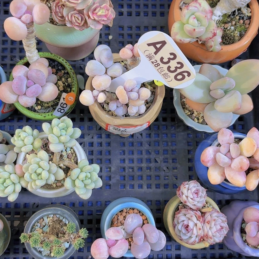 波*妞A336奶酪一物一拍