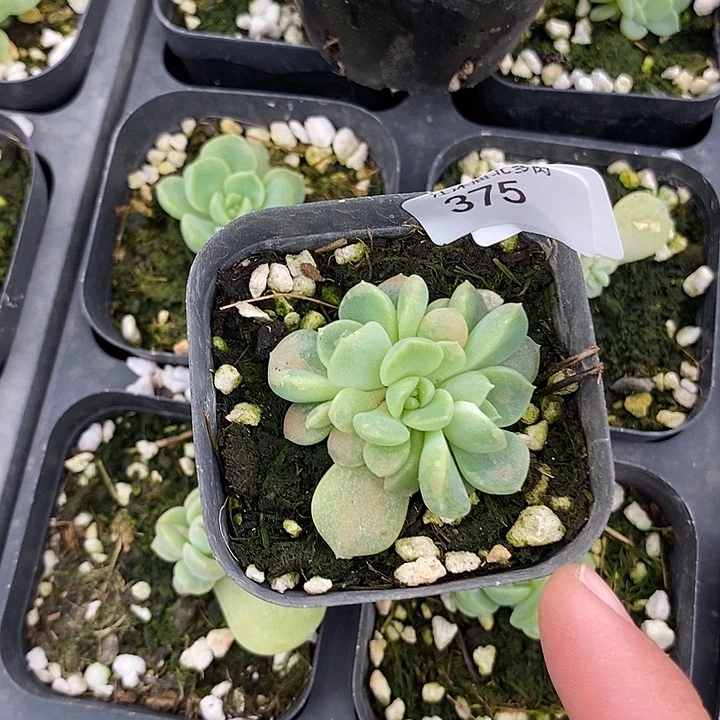 标375财富密码花开c1一个