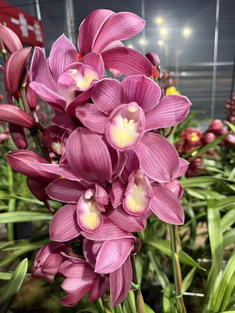 念兰新农人-粉黛】粉紫色惠兰稀有款云南花卉基地直发