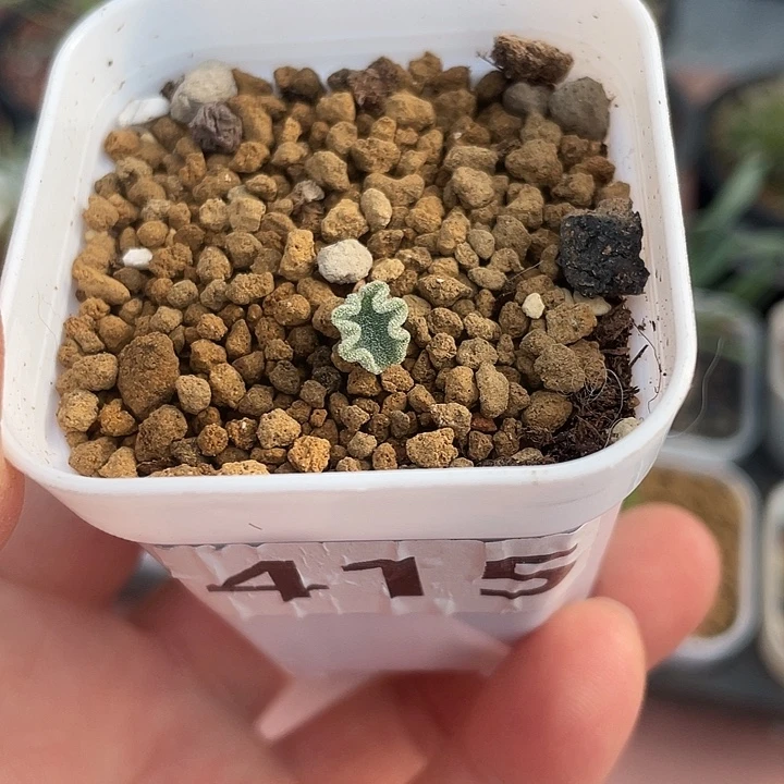 415冰晶海带雾冰玉