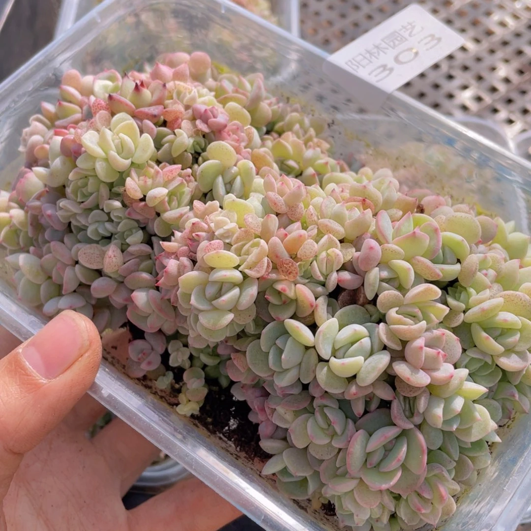 大*子多肉植物多肉植物303