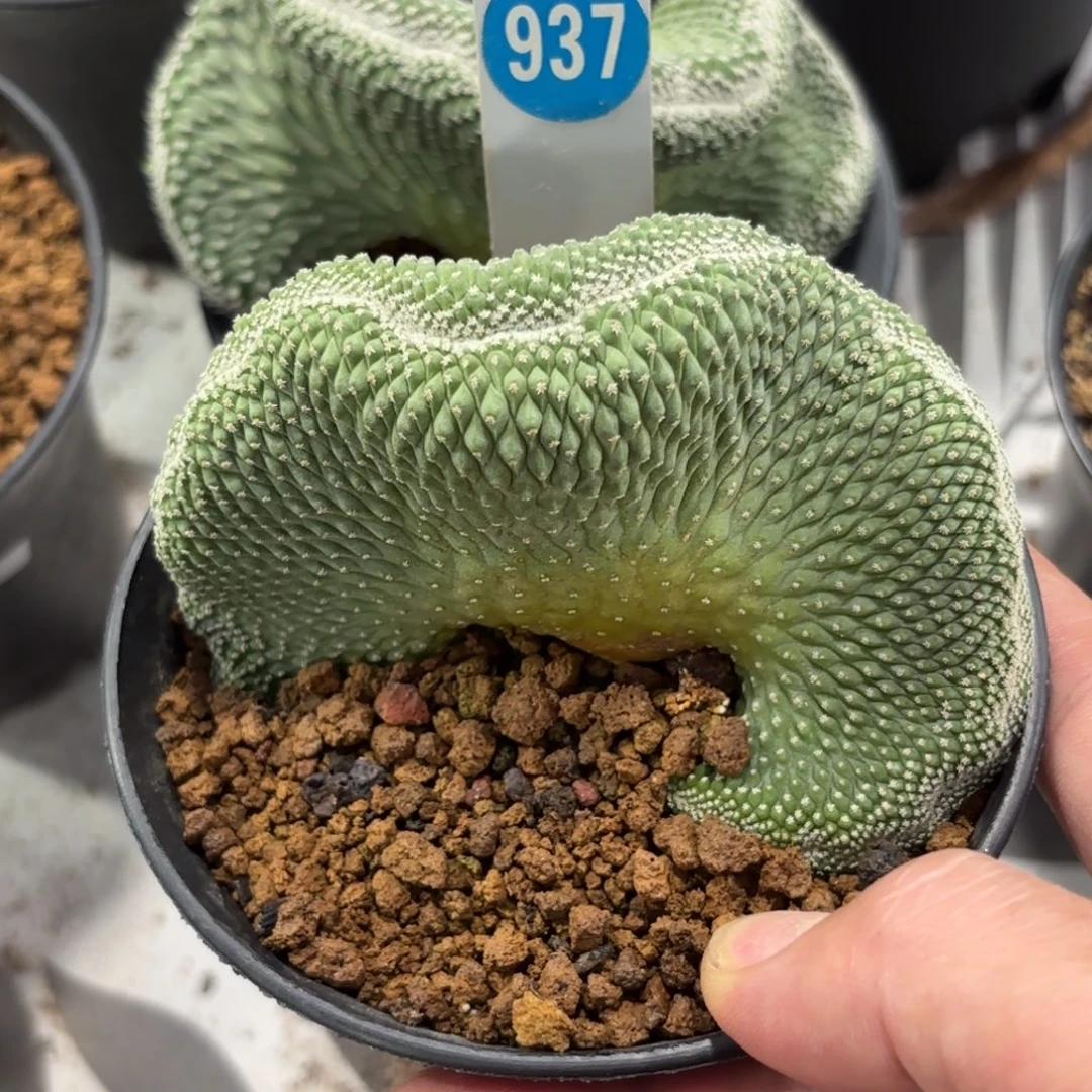 937实生菊水缀化带盆带土