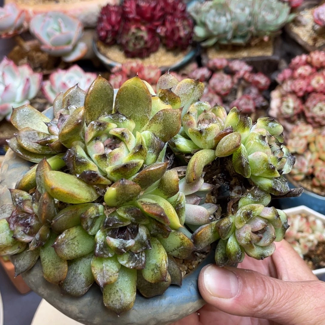 水晶多头变异群生