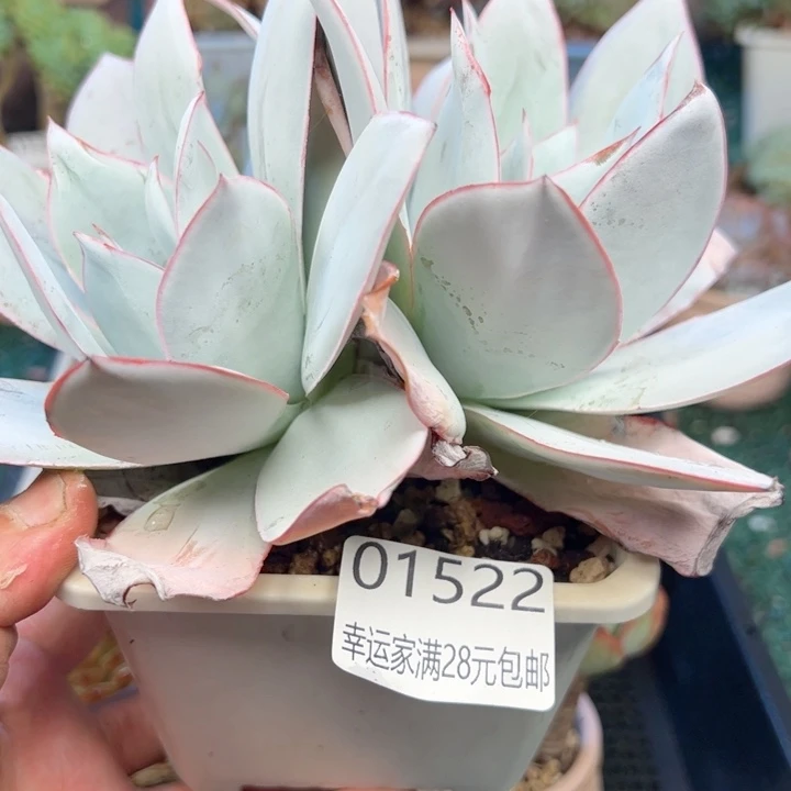 幸运的是我的朋友们都