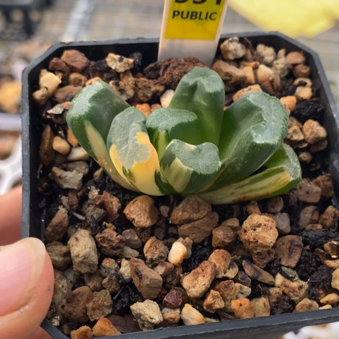 531号大明湖万象锦带盆