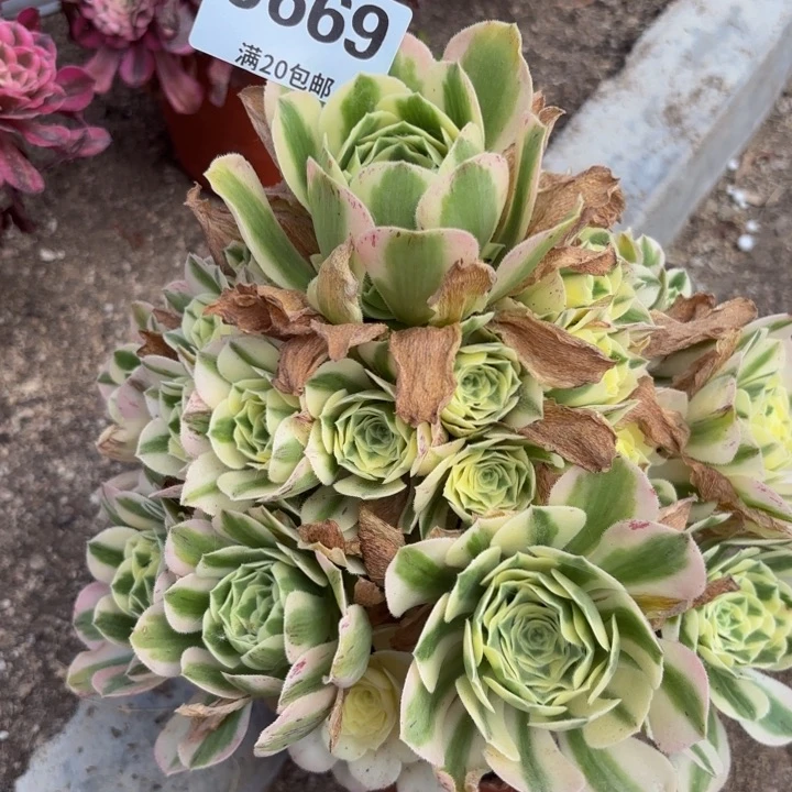 瑞妈多肉园艺植物669