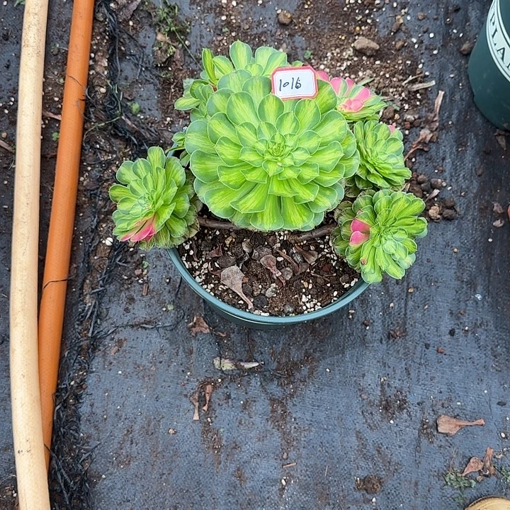 精品多肉植物01016