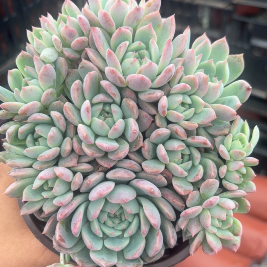 霜花 多肉植物新手好养（全店满9.99包邮）