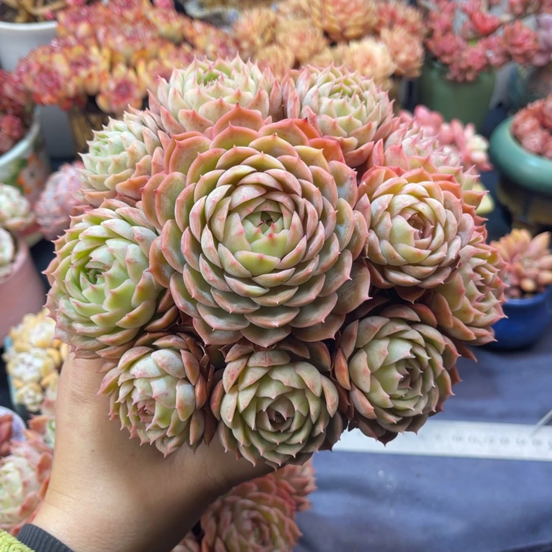 靡***?昂斯诺 十六公分 带盆