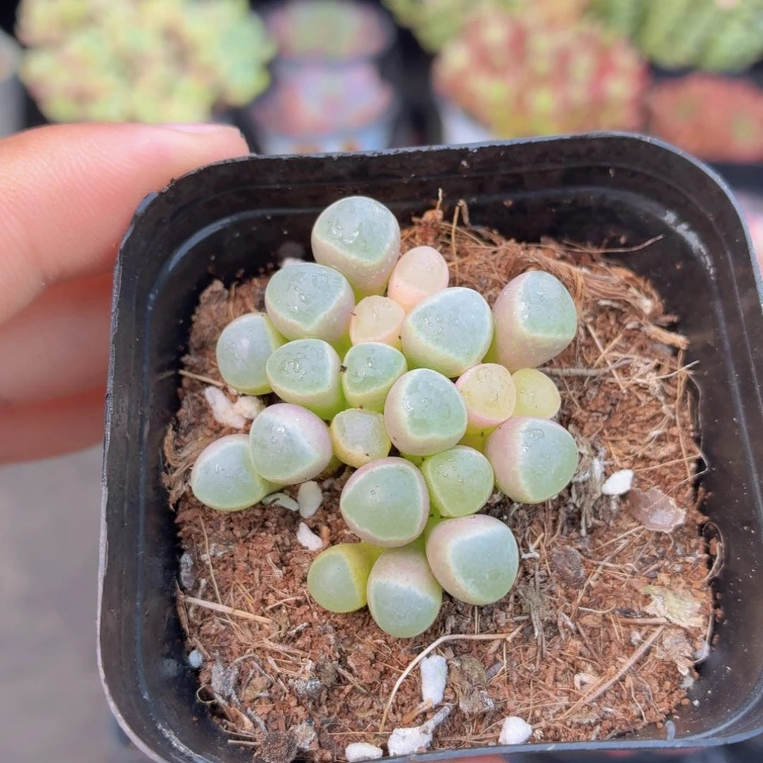 五十灵玉锦多肉9.9包邮发货