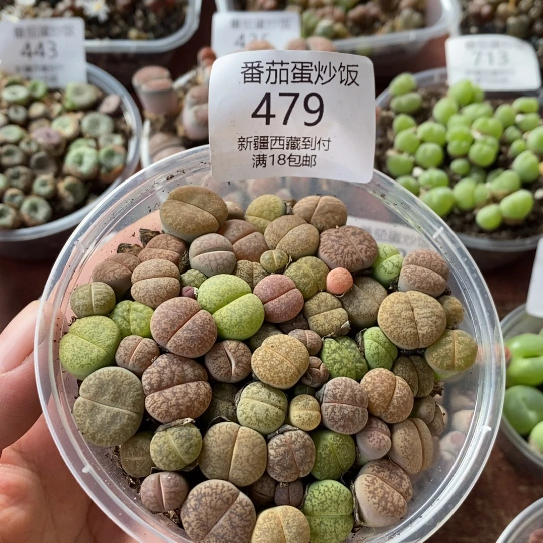 感谢您的光临，00479