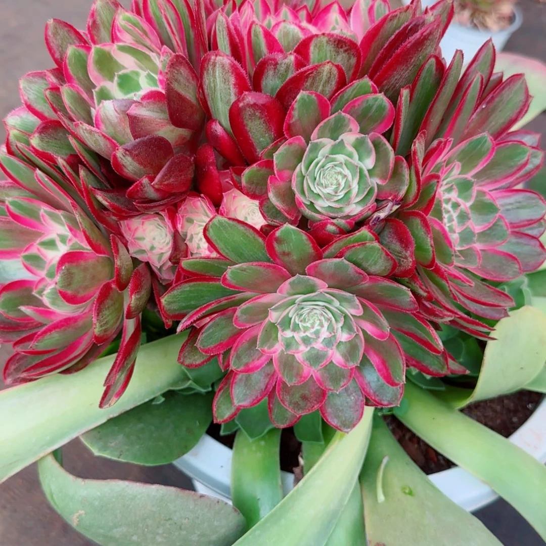 @****李孔雀翎嫁接发货