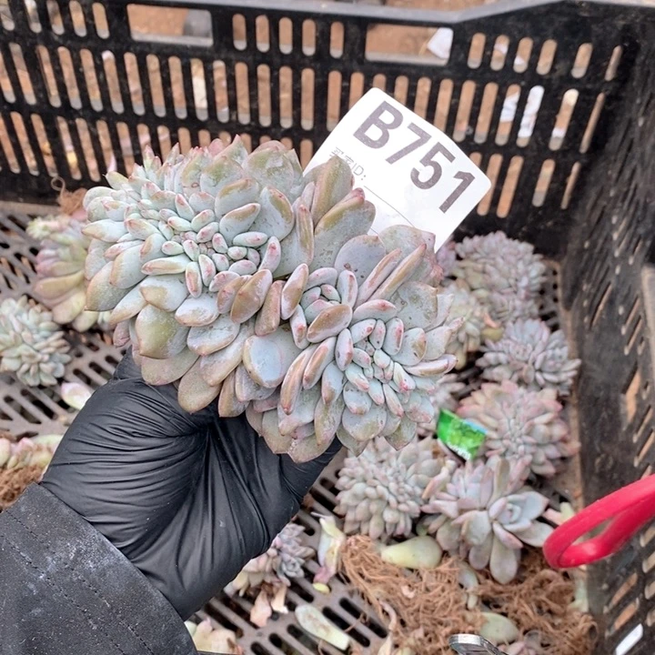 唐***鱼751 石榴籽缀哇哇哇哇