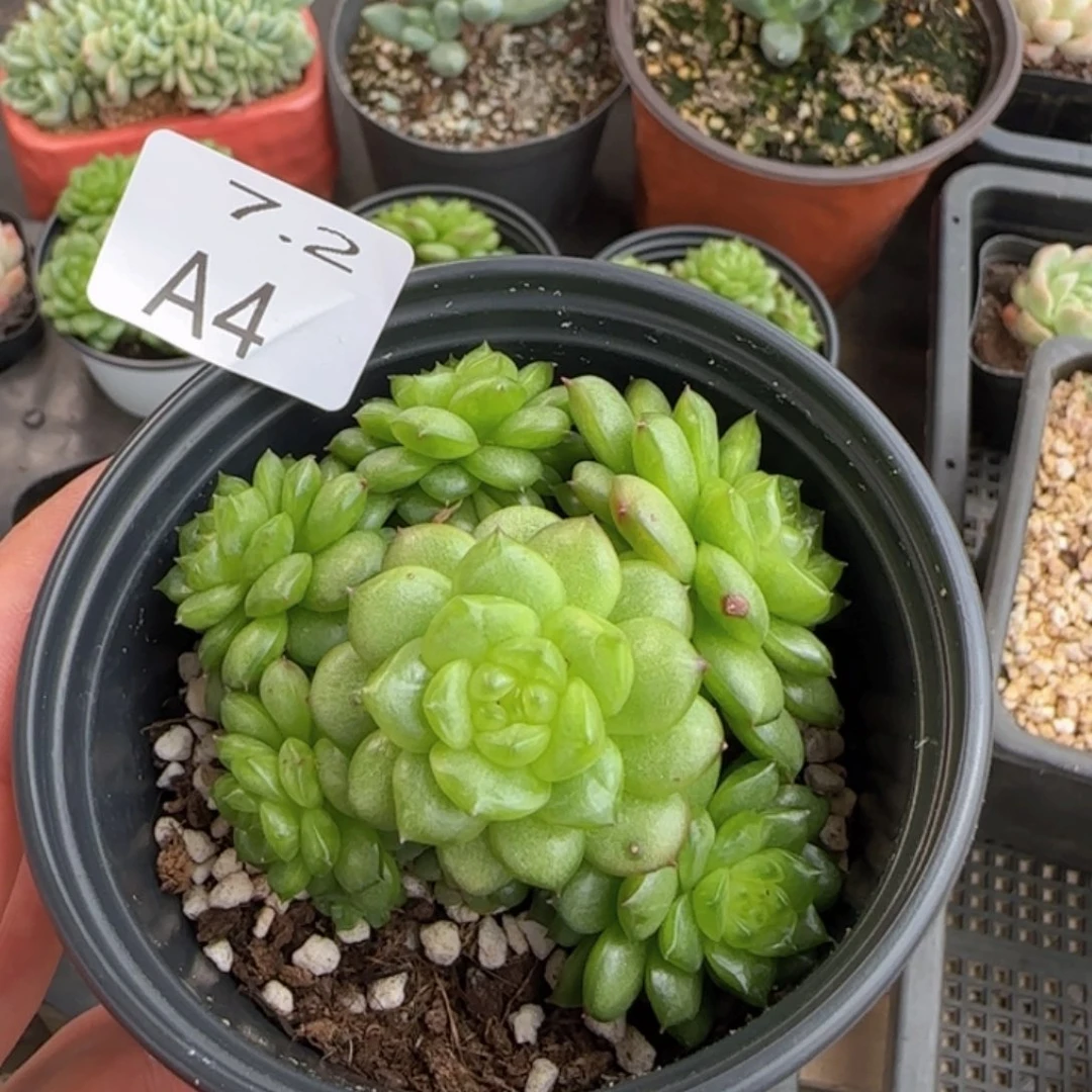 灯泡珍妮手捧花一颗
